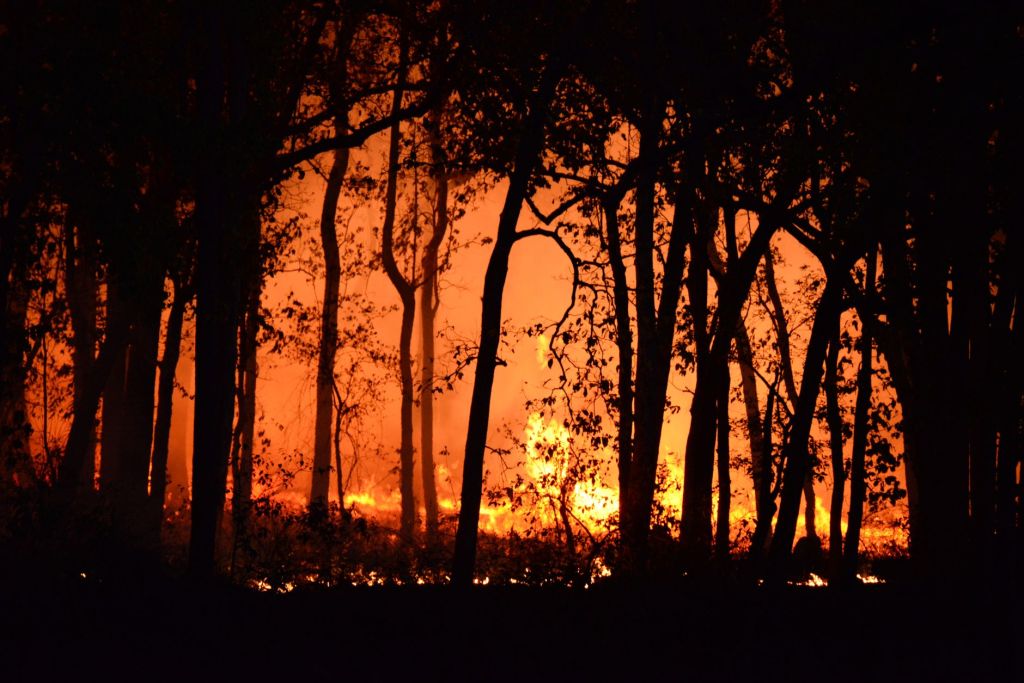 The Fire May Be Hundreds of Miles Away, But Your Allergies May Still Feel It: How Wildfire Smoke Affects Allergy Sufferers